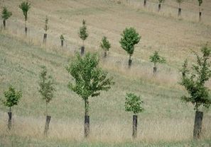 APIL, l'Agroforesterie aux pieds des Pyrénées, véritable carrefour d'Innovations | Paysage - Agriculture | Scoop.it