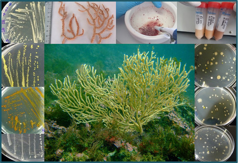 Grant Awarded to iBB for the Sustainable Production of Bioactive Metabolites from the Sea | iBB | Scoop.it