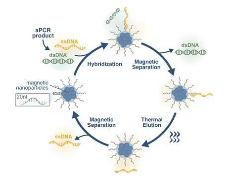 Magnetic Particles for the Purification of DNA Scaffolds for Biomanufacturing DNA-Origami Nanostructures | iBB | Scoop.it