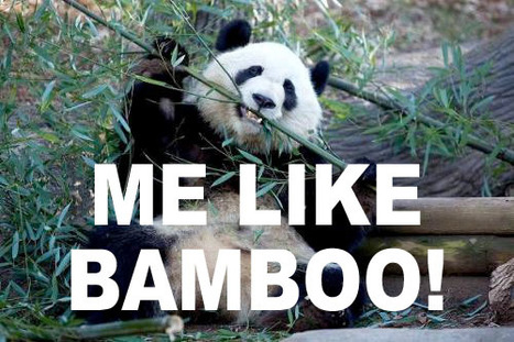 Two Bucks Towns Pass Bamboo Regulations | Newtown News of Interest | Scoop.it