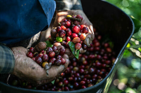 COTE D'IVOIRE: les champs de café délaissés, vers une pénurie du robusta?  | AFRIQUES | Scoop.it