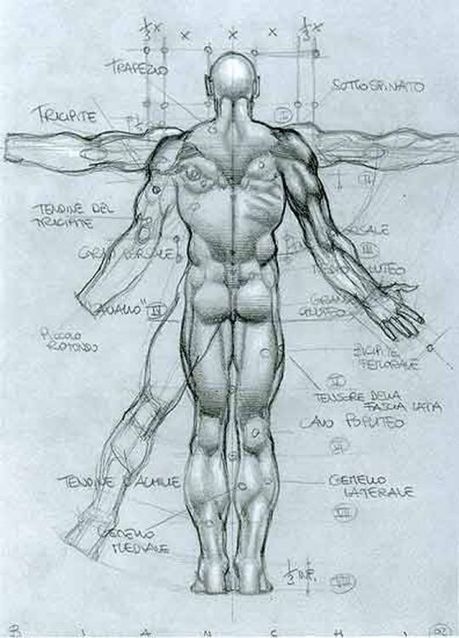 Human Anatomy Reference Guide | Drawing References and Resources | Scoop.it