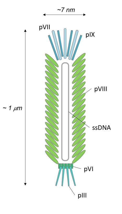 Purification of M13 Bacteriophage With Ionic Liquids | iBB | Scoop.it