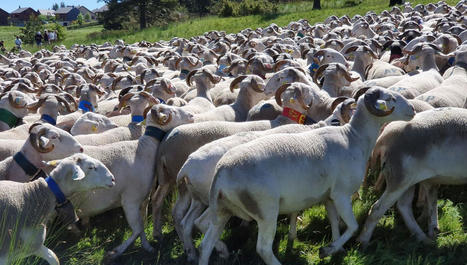 La transhumance inscrite au Patrimoine de l'Unesco, les éleveurs cévenols ravis - France Bleu | Cévennes Infos Tourisme | Scoop.it