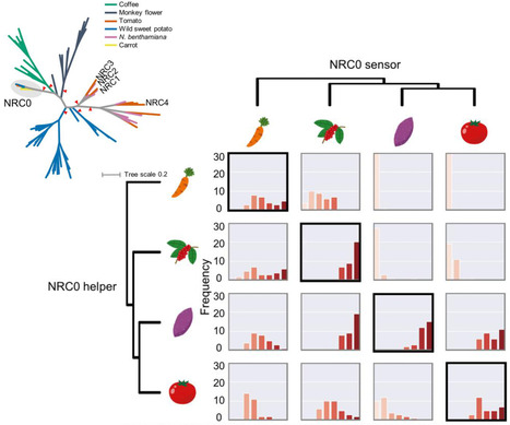 The Plant Cell: The NRC0 gene cluster of sensor and helper NLR immune receptors is functionally conserved across asterid plants (2024) | Publications | Scoop.it