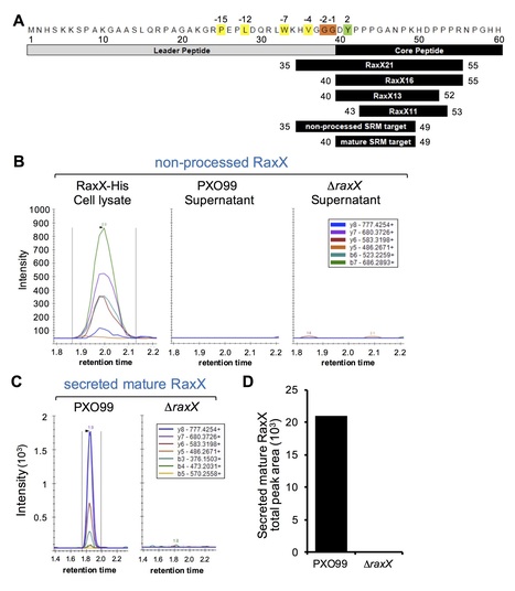 bioRxiv: Sulfated RaxX, which represents an unclassified group of ribosomally synthesized post-translationally modified peptides, binds a host immune receptor (2018) | Plants and Microbes | Scoop.it