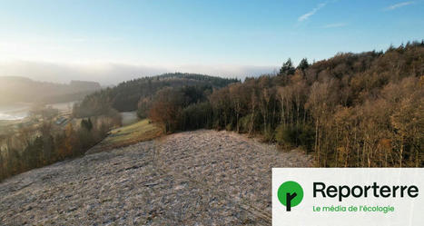 Planter 1 milliard d’arbres : comment le plan de Macron rase des forêts | Reporterre | La SELECTION du Web | CAUE des Vosges - www.caue88.com | Scoop.it