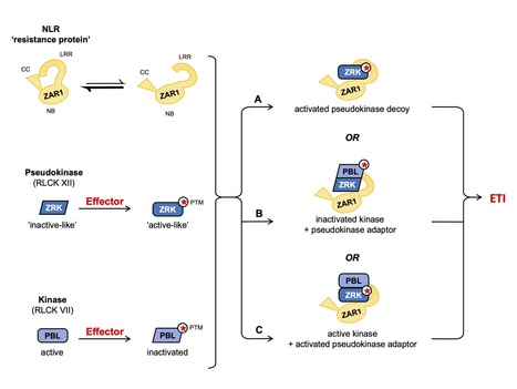 bioRxiv: Perturbations of a Kinase-Pseudokinase Module Activate Plant Immunity (2019) | Plants and Microbes | Scoop.it