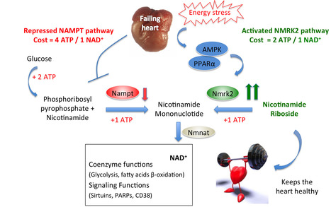 Vitamin B3 therapy for heart failure | Life Sciences Université Paris-Saclay | Scoop.it