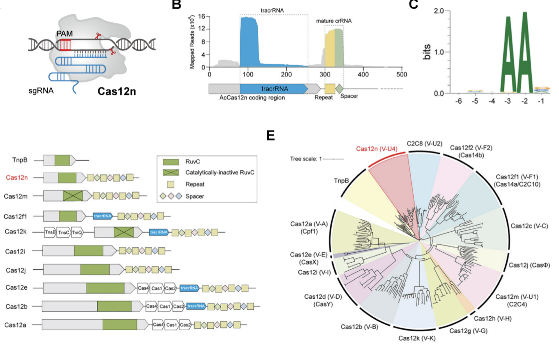 Miniature CRISPR-Cas12 Systems: Mechanisms, Eng...