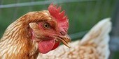 Characterizing the killer H7N9 | Virology News | Scoop.it