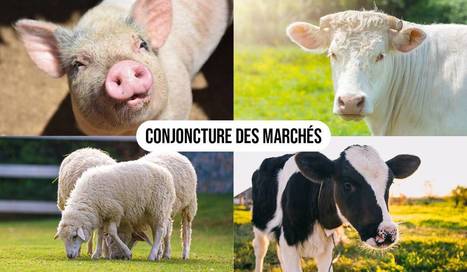 Marchés agricoles : les ventes reculent pour la viande hachée fraîche | Actualité Bétail | Scoop.it