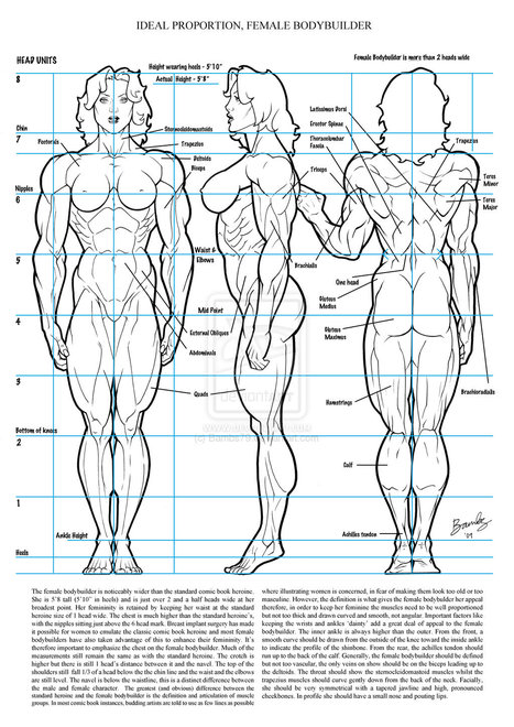 Female Muscle Ideal Proportion | Drawing References and Resources | Scoop.it