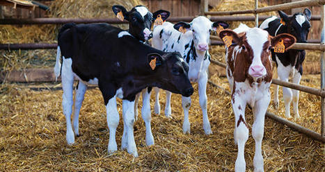 L’export de veaux laitiers nourrissons français a triplé en six ans | Actualité Bétail | Scoop.it