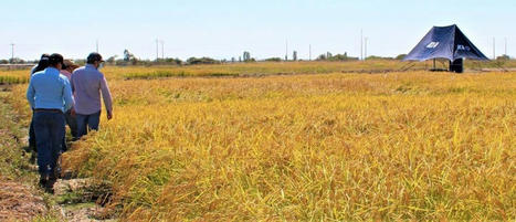 CHILE: El arroz más austral del mundo se adapta al cambio climático | SRI Global News: February - April 2024 **sririce -- System of Rice Intensification | Scoop.it