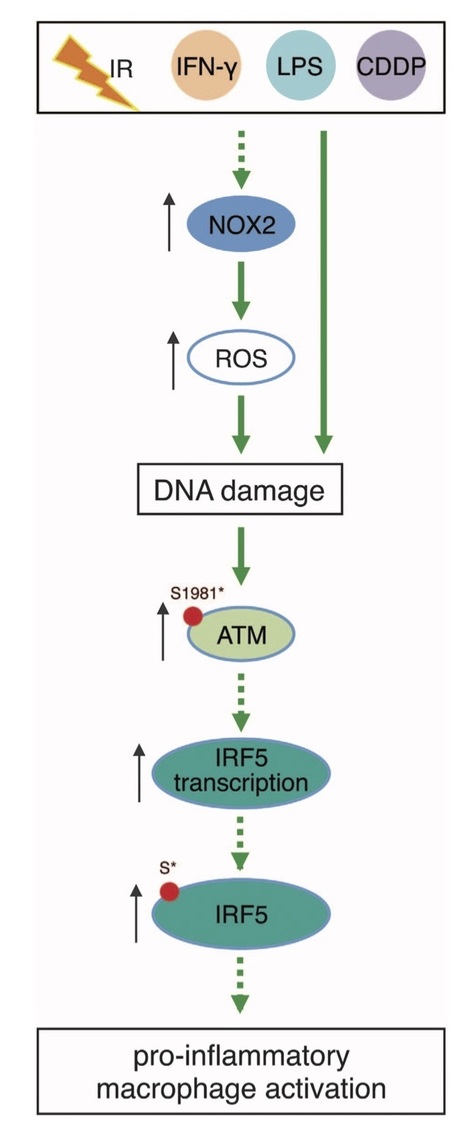 Capacité des rayonnements ionisants à reprogrammer les macrophages associés aux tumeurs | Life Sciences Université Paris-Saclay | Scoop.it