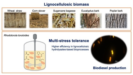An evolved strain of the oleaginous yeast Rhodotorula toruloides exhibits an altered cell envelope | iBB | Scoop.it