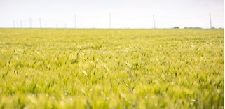 Le blé, l'un des joyaux de l'agriculture française en pleine déconfiture | Veille territoriale AURH | Scoop.it