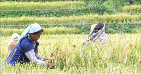 NAGALAND, INDIA: Focus on large scale rice production - The Morung Express | SRI Global News: February - April 2024 **sririce -- System of Rice Intensification | Scoop.it