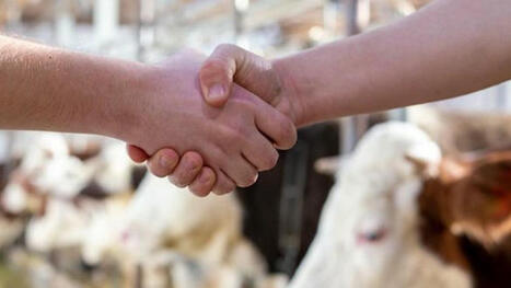 Les élevages bovins viande sont-ils transmissibles ? | Actualité Bétail | Scoop.it