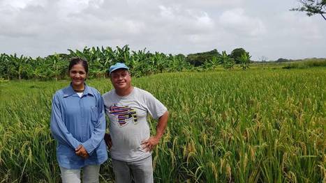 VENEZUELA: Successful innovation attempt by a Venezuelan farmer to improve rice resilience | SRI Global News: February - April 2024 **sririce -- System of Rice Intensification | Scoop.it