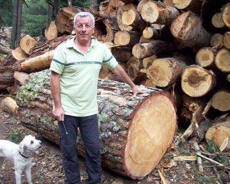 La vallée du Rioumajou est riche de ses bois  | Vallées d'Aure & Louron - Pyrénées | Scoop.it