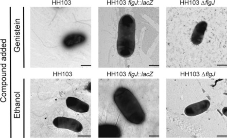 Sinorhizobium fredii HH103 flgJ is a flagellar gene induced by genistein in a NodD1- and TtsI- dependent manner | Plant-Microbe Symbiosis | Scoop.it