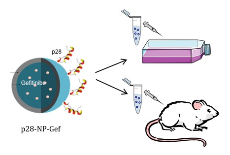Gefitinib-Loaded p28-PLGA Nanoparticles Reduce Tumor Burden and Metastases in Lung Cancer | iBB | Scoop.it