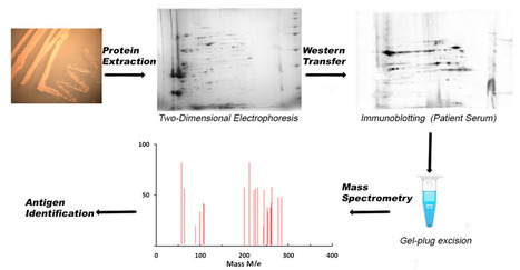 Advancing the Development of Vaccines Against Bacteria of the Burkholderia cepacia complex | iBB | Scoop.it