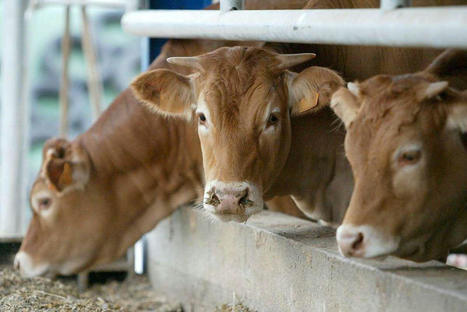 Bovins en Dordogne : les acteurs du secteur s’associent pour relancer la filière après la sécheresse de 2022 | Actualité Bétail | Scoop.it