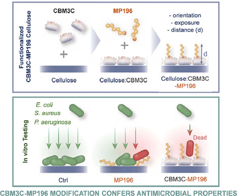 A CBM-Hexapeptide Fusion Confers Antimicrobial Properties to Cellulose | iBB | Scoop.it