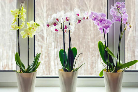 How and When to Prune Your Orchid | Best Backyard Patio Garden Scoops | Scoop.it