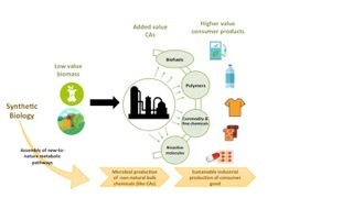 Implementation of Synthetic Pathways towards Microbe-Based Production of Non-Natural Carboxylic Acids | iBB | Scoop.it
