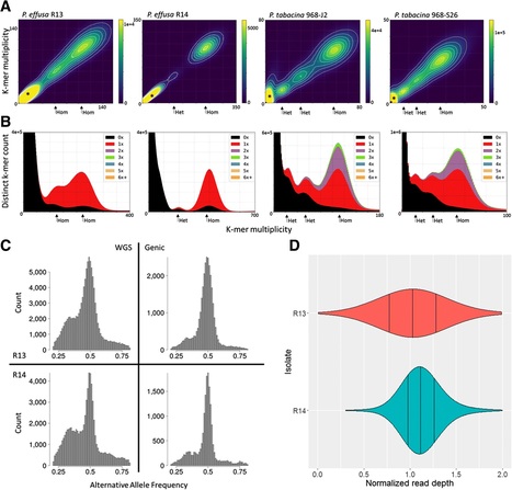 BMC Genomics: Comparative genomics of downy mildews reveals potential adaptations to biotrophy (2018) | Plant Pathogenomics | Scoop.it