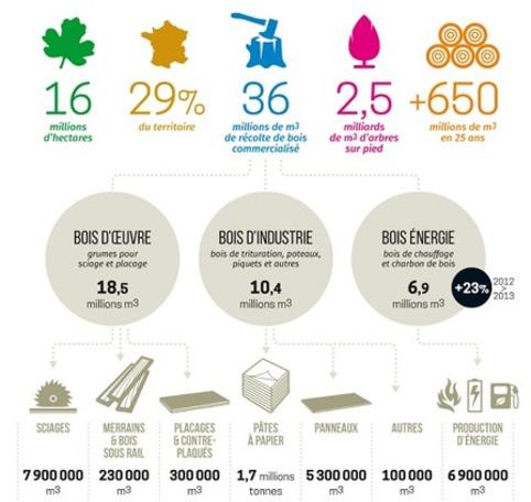 La filière forêt-bois en chiffres - DRIAAF | Veille territoriale AURH | Scoop.it