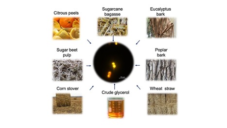 Exploring Yeast Diversity to Produce Lipid-based Biofuels | iBB | Scoop.it