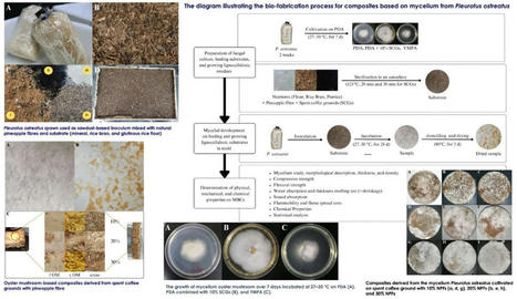 [Innovation] Les composites à base de mycélium redéfinissent les matériaux durables | Eco-conception | Scoop.it