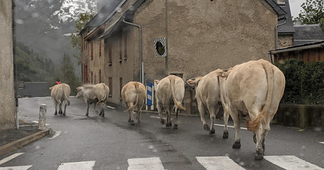 Les Blondes rentrent de la Gela | Vallées d'Aure & Louron - Pyrénées | Scoop.it