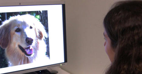 Empathetic people experience dogs’ expressions more strongly | Empathy and Animals | Scoop.it