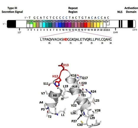 Science: The Crystal Structure of TAL Effector PthXo1 Bound to Its DNA Target | Plants and Microbes | Scoop.it