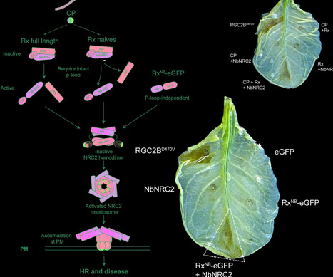 New Phytologist: The nucleotide-binding domain of NRC-dependent disease resistance proteins is sufficient to activate downstream helper NLR oligomerization and immune signaling (2024) | Publications | Scoop.it