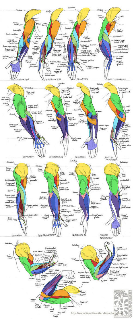 Anatomy - Human Arm Muscles | Drawing References and Resources | Scoop.it