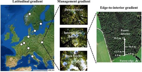 Compromis en matière de biodiversité et de services écosystémiques entre les lisières et l'intérieur des forêts européennes | EntomoNews | Scoop.it