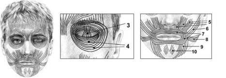 Getting Under Your Skin – Facial Muscles | Drawing and Painting Tutorials | Scoop.it