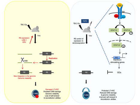La thrombopoïétine induit une réponse anti-virale de type interféron dans les cellules souches hématopoïétiques qui les protège de l’irradiation en bloquant la mobilisation des rétrotransposons | Life Sciences Université Paris-Saclay | Scoop.it