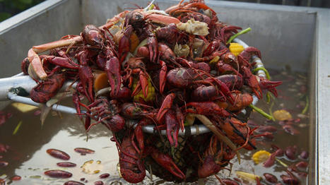 Louisiana crawfish shortage blamed on drought, extreme heat - Axios New Orleans | Agents of Behemoth | Scoop.it