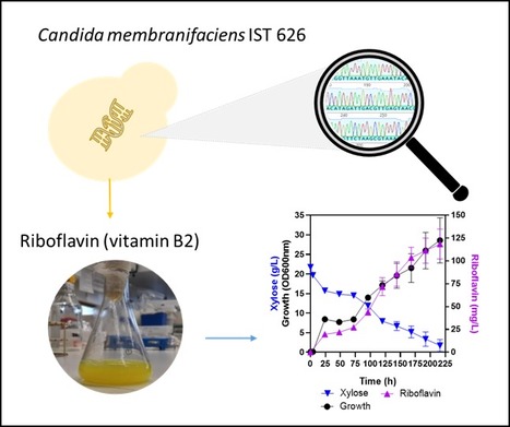 Genome Sequence and Analysis of the Flavinogenic Yeast Candida membranifaciens | iBB | Scoop.it