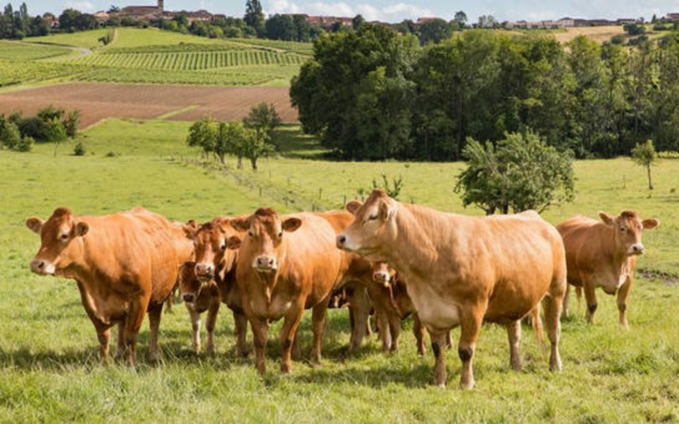 La consommation de viandes limousines Label Rouge dopée par le confinement - Aqui.fr | L'actu des territoires de Nouvelle-Aquitaine | Scoop.it