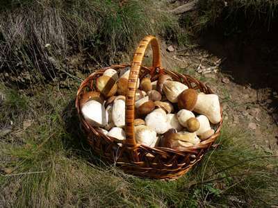 Champignons : nos 10 conseils pour une cueillette réussie, responsable et éthique | Parc national des Cévennes | Cévennes Infos Tourisme | Scoop.it