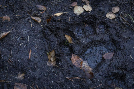 5 astuces pour reconnaître l'empreinte d'un ours et découvrez pourquoi il est surnommé le "va-nu-pied" | Vallées d'Aure & Louron - Pyrénées | Scoop.it